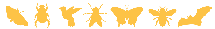 silhouettes of common pollinator species
