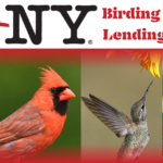 collage featuring 4 native birds, the I BIRD NY logo and "Birding Backpack Lending Program"